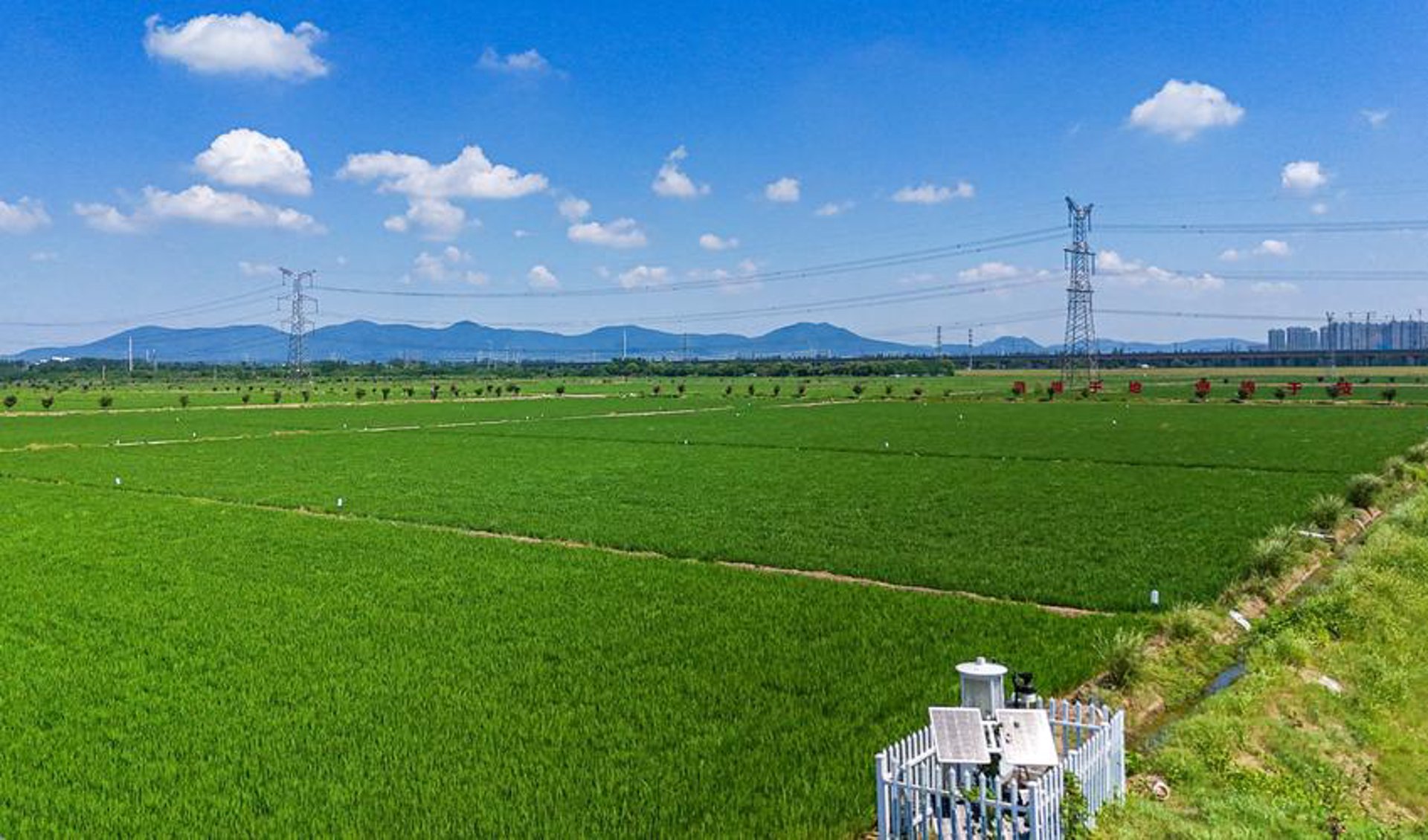 民权苗木凭什么成为河南绿化工程的首选？川姐苗木基地给出答案